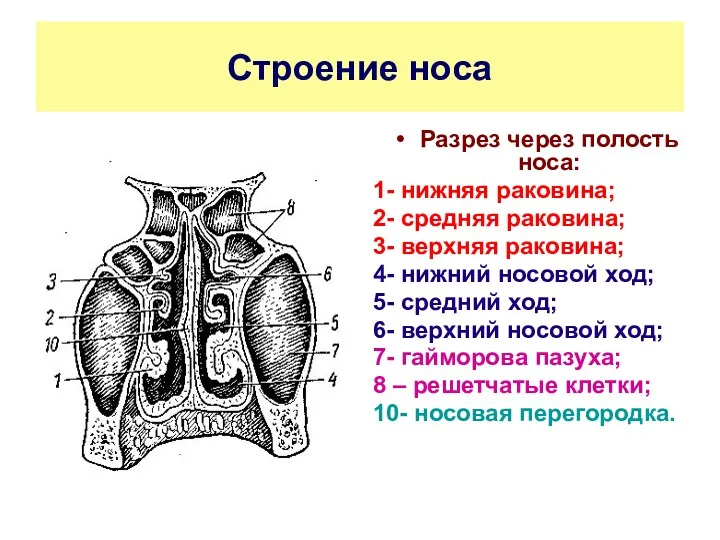 Строение носа Разрез через полость носа: 1- нижняя раковина; 2-