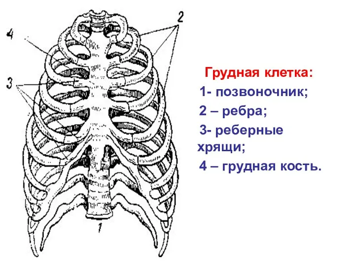 Грудная клетка: 1- позвоночник; 2 – ребра; 3- реберные хрящи; 4 – грудная кость.