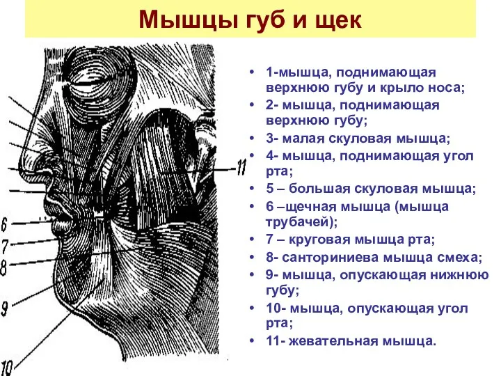 Мышцы губ и щек 1-мышца, поднимающая верхнюю губу и крыло