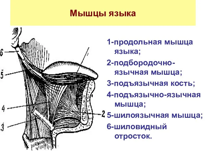 Мышцы языка 1-продольная мышца языка; 2-подбородочно-язычная мышца; 3-подъязычная кость; 4-подъязычно-язычная мышца; 5-шилоязычная мышца; 6-шиловидный отросток.