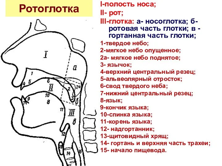 Ротоглотка I-полость носа; II- рот; III-глотка: а- носоглотка; б- ротовая