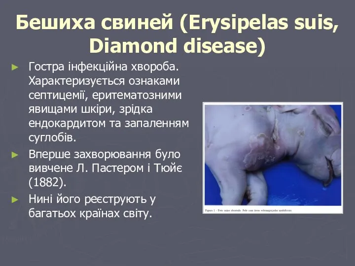 Бешиха свиней (Erysipelas suis, Diamond disease) Гостра інфекційна хвороба. Характеризується
