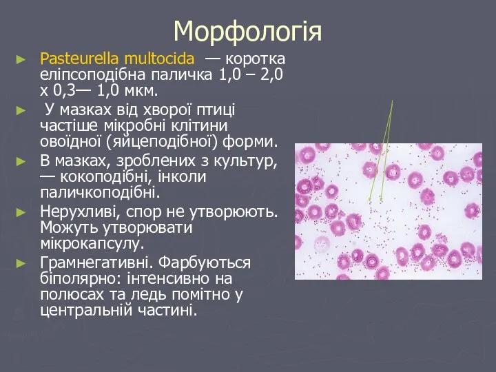 Морфологія Pasteurella multocida — коротка еліпсоподібна паличка 1,0 – 2,0