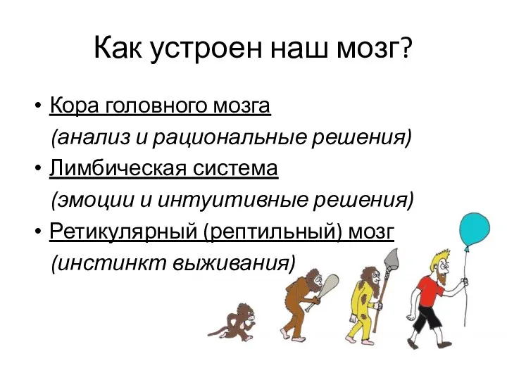 Как устроен наш мозг? Кора головного мозга (анализ и рациональные