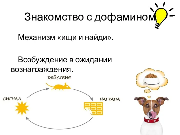 Знакомство с дофамином Механизм «ищи и найди». Возбуждение в ожидании вознаграждения.