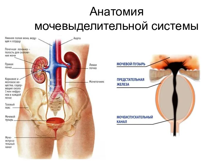 Анатомия мочевыделительной системы
