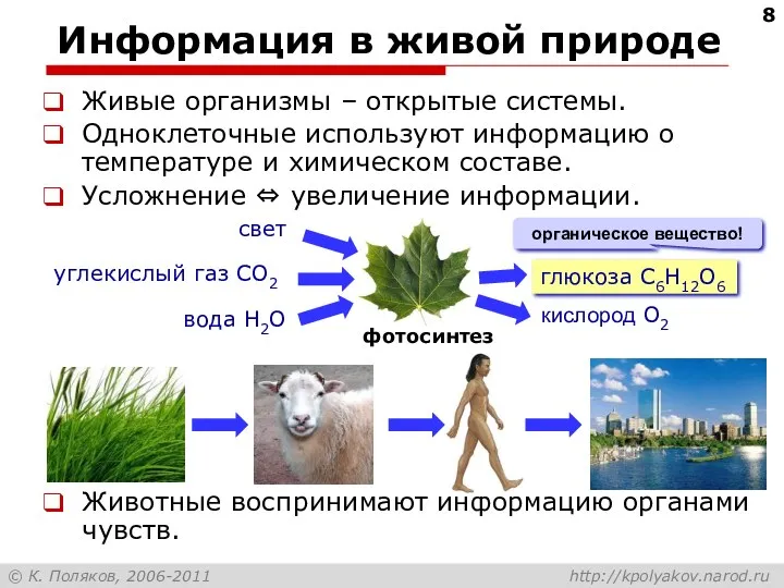 Информация в живой природе Живые организмы – открытые системы. Одноклеточные