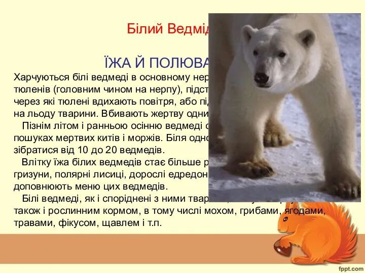 Білий Ведмідь ЇЖА Й ПОЛЮВАННЯ Харчуються білі ведмеді в основному