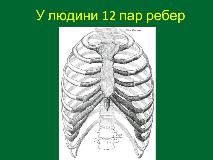 У людини 12 пар ребер