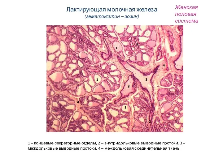 Женская половая система