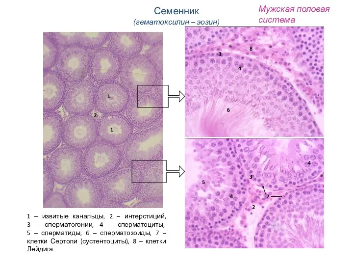 Мужская половая система