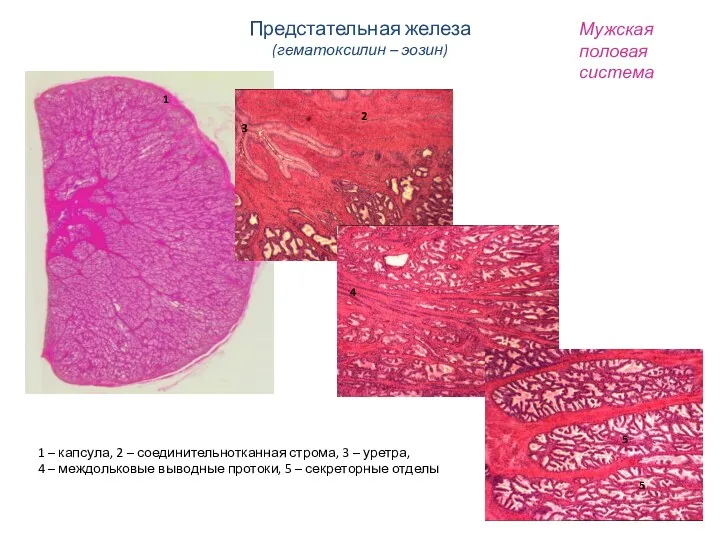 Мужская половая система