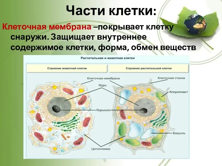 Части клетки: Клеточная мембрана –покрывает клетку снаружи. Защищает внутреннее содержимое клетки, форма, обмен веществ