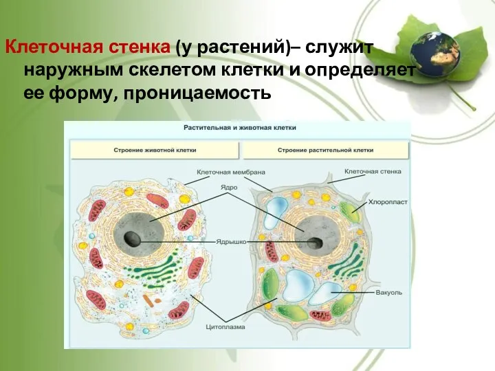 Клеточная стенка (у растений)– служит наружным скелетом клетки и определяет ее форму, проницаемость