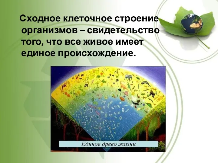 Сходное клеточное строение организмов – свидетельство того, что все живое имеет единое происхождение.