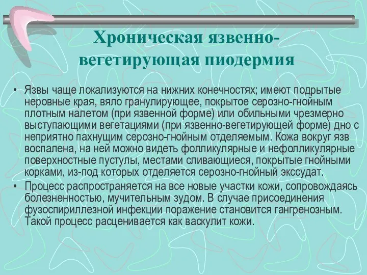 Хроническая язвенно-вегетирующая пиодермия Язвы чаще локализуются на нижних конечностях; имеют подрытые неровные края,