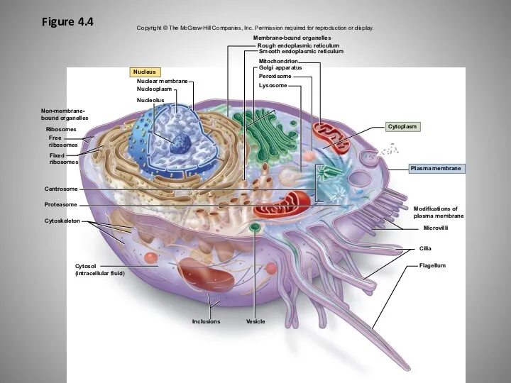 Figure 4.4 Copyright © The McGraw-Hill Companies, Inc. Permission required