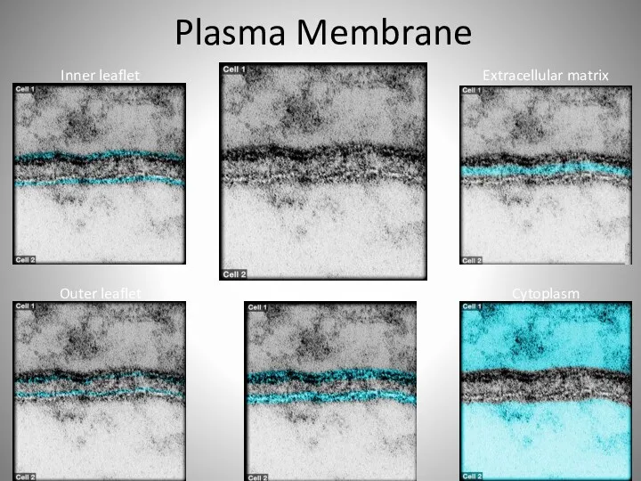 Plasma Membrane Inner leaflet Outer leaflet Plasma membranes Cytoplasm Extracellular matrix