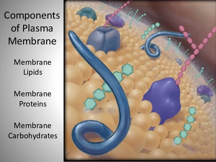 Membrane Lipids Membrane Proteins Membrane Carbohydrates Components of Plasma Membrane