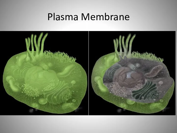 Plasma Membrane