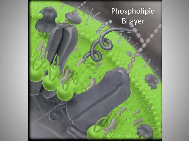 Phospholipid Bilayer