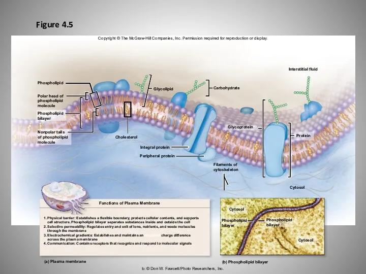 Figure 4.5 b: © Don W. Fawcett/Photo Researchers, Inc. Copyright