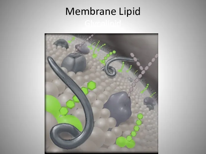 Membrane Lipid Glycolipid