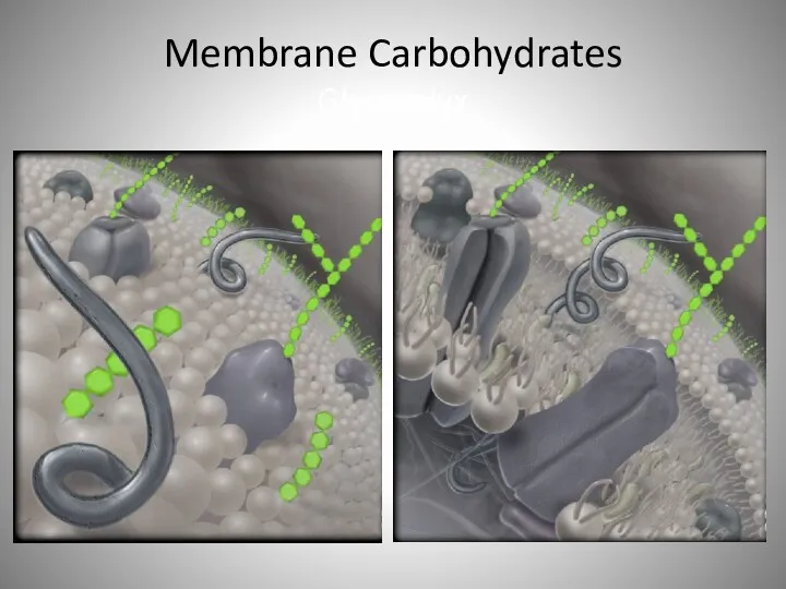 Membrane Carbohydrates Glycocalyx