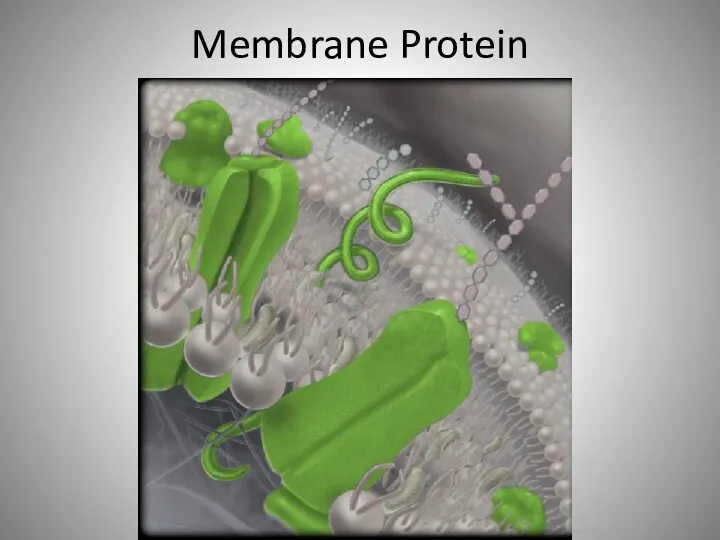 Membrane Protein