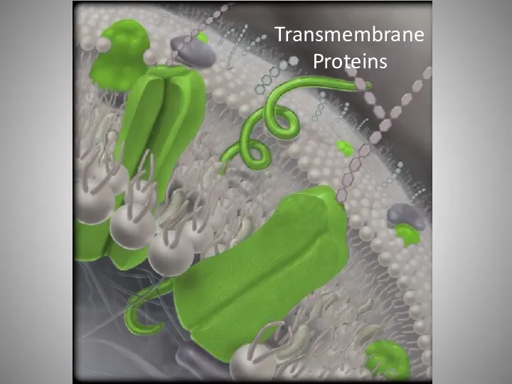 Transmembrane Proteins