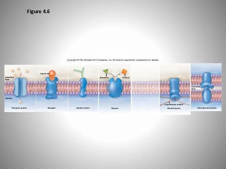 Figure 4.6 Copyright © The McGraw-Hill Companies, Inc. Permission required