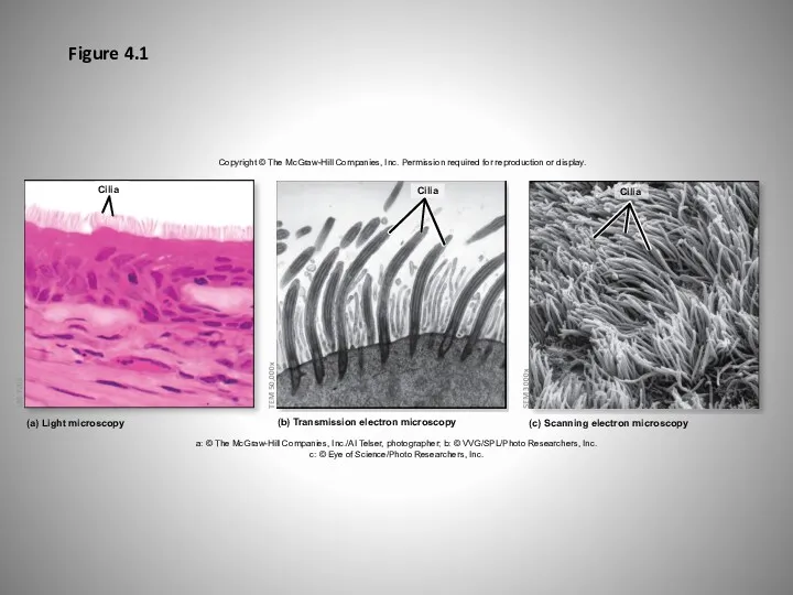 Figure 4.1 Copyright © The McGraw-Hill Companies, Inc. Permission required