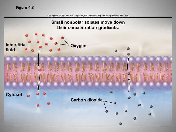 Figure 4.8 Copyright © The McGraw-Hill Companies, Inc. Permission required