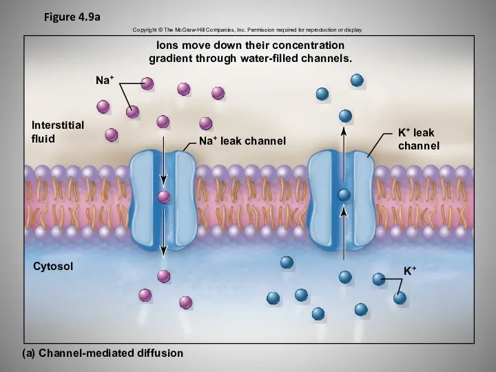 Figure 4.9a Copyright © The McGraw-Hill Companies, Inc. Permission required