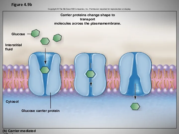 Figure 4.9b Interstitial fluid Cytosol (b) Carrier-mediated diffusion Glucose carrier