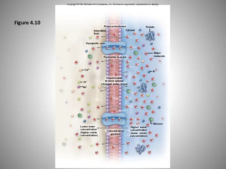 Plasma membrane Cytosol Protein Water molecule Interstitial fluid Aquaporin Ca2+