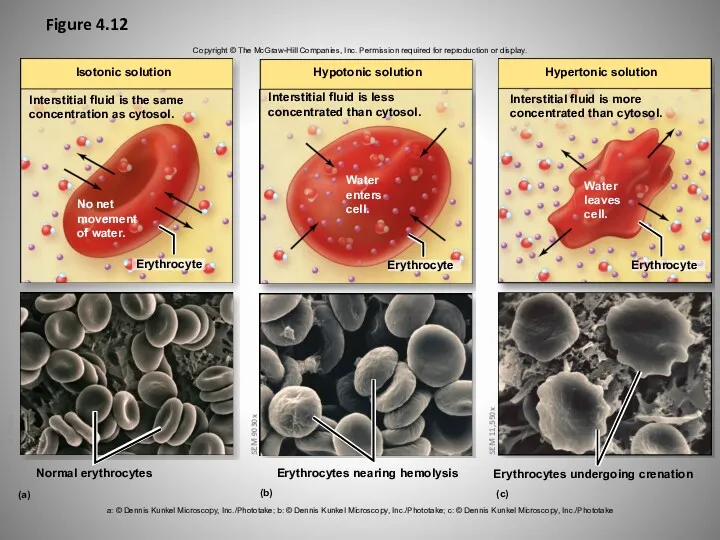 Figure 4.12 Copyright © The McGraw-Hill Companies, Inc. Permission required