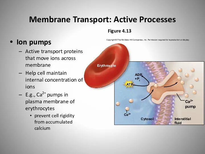 Membrane Transport: Active Processes Ion pumps Active transport proteins that