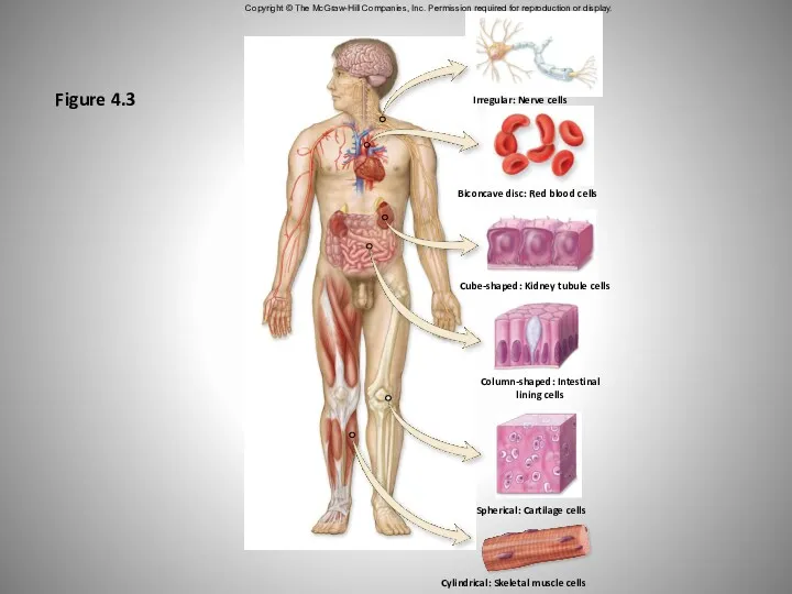 Figure 4.3 Copyright © The McGraw-Hill Companies, Inc. Permission required