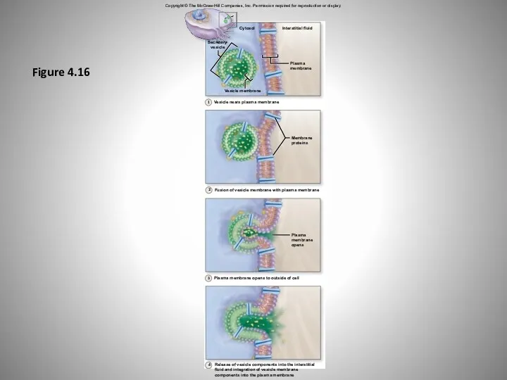 Figure 4.16 Copyright © The McGraw-Hill Companies, Inc. Permission required