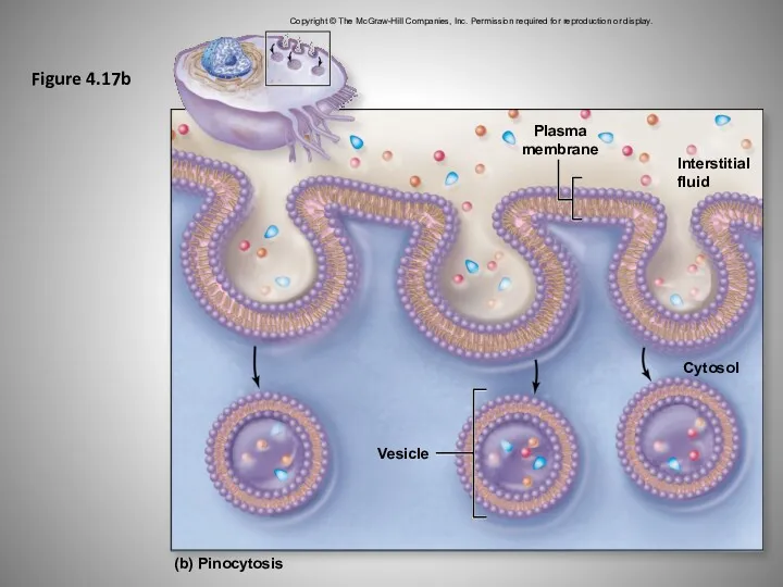 Figure 4.17b Copyright © The McGraw-Hill Companies, Inc. Permission required