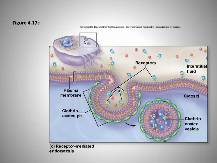 Figure 4.17c Copyright © The McGraw-Hill Companies, Inc. Permission required