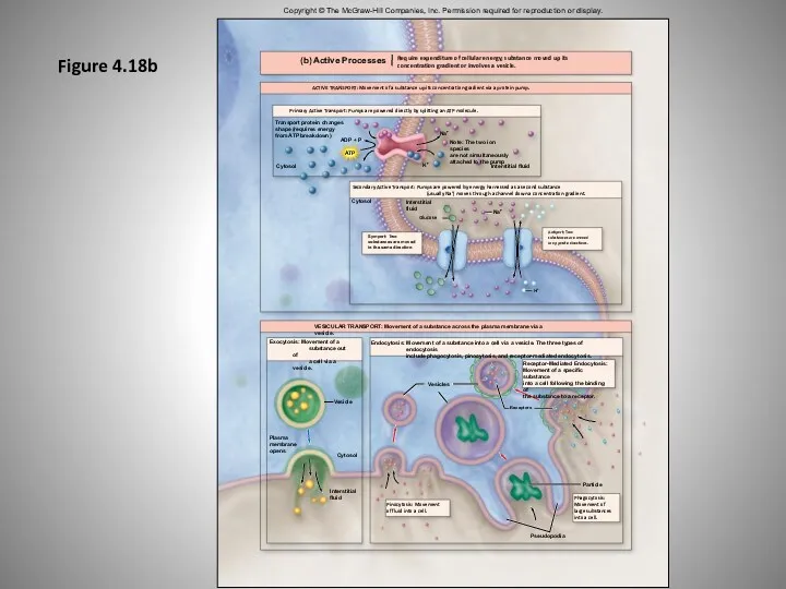 Figure 4.18b Copyright © The McGraw-Hill Companies, Inc. Permission required