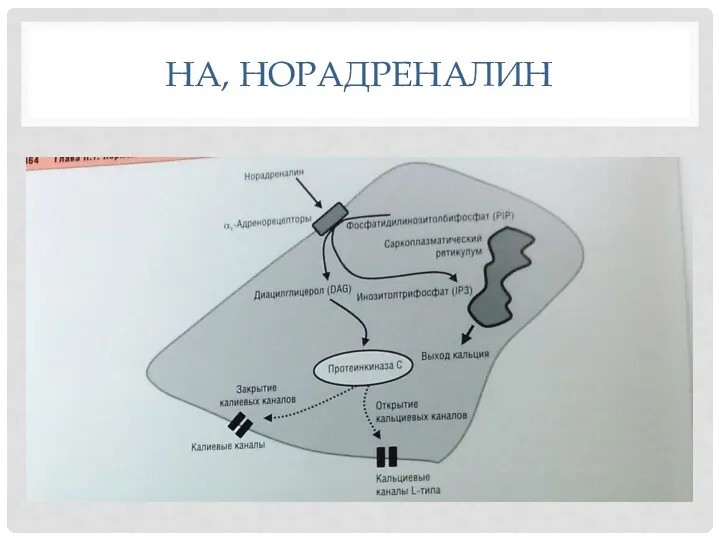 НА, НОРАДРЕНАЛИН