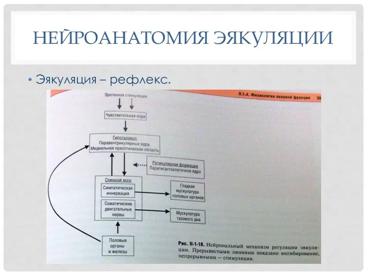 НЕЙРОАНАТОМИЯ ЭЯКУЛЯЦИИ Эякуляция – рефлекс.