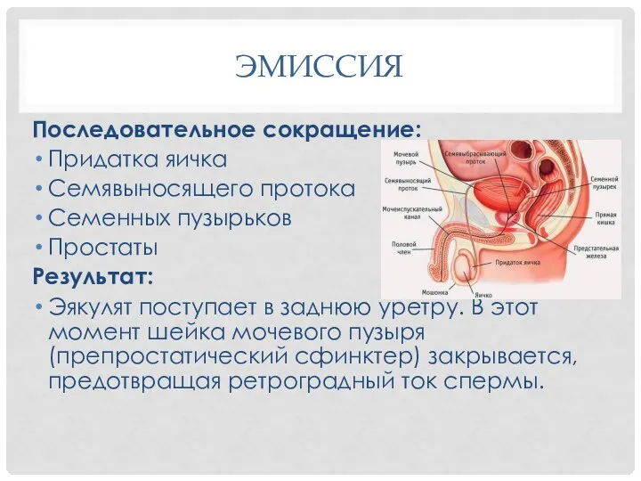 ЭМИССИЯ Последовательное сокращение: Придатка яичка Семявыносящего протока Семенных пузырьков Простаты