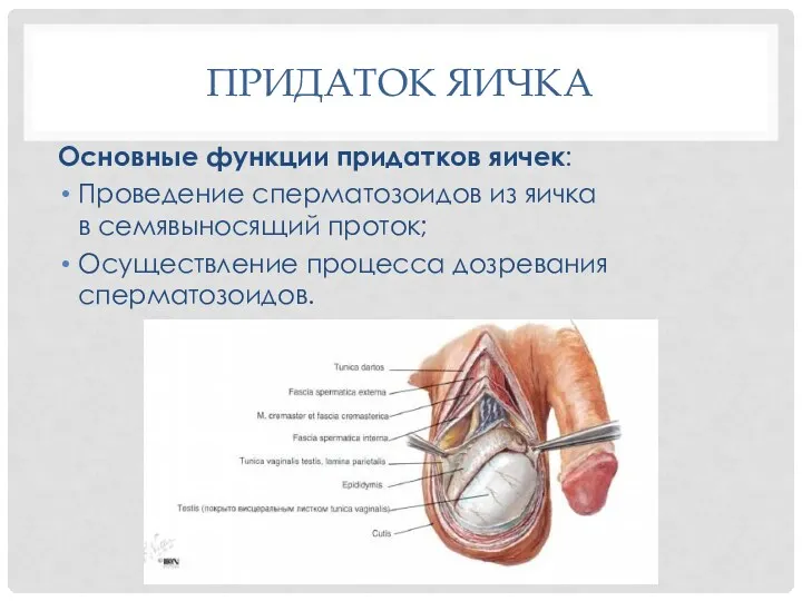 ПРИДАТОК ЯИЧКА Основные функции придатков яичек: Проведение сперматозоидов из яичка