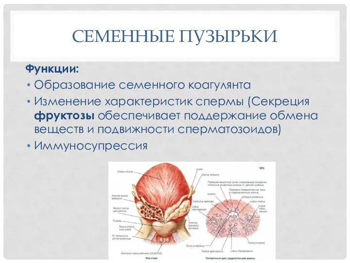 СЕМЕННЫЕ ПУЗЫРЬКИ Функции: Образование семенного коагулянта Изменение характеристик спермы (Секреция