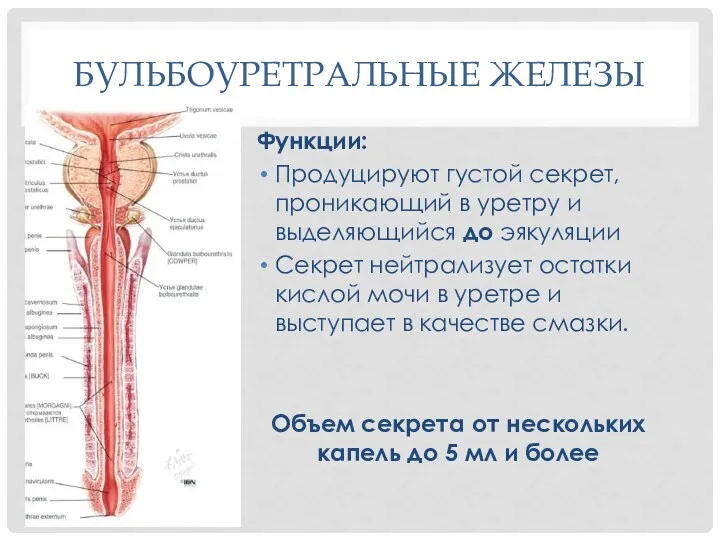 БУЛЬБОУРЕТРАЛЬНЫЕ ЖЕЛЕЗЫ Функции: Продуцируют густой секрет, проникающий в уретру и