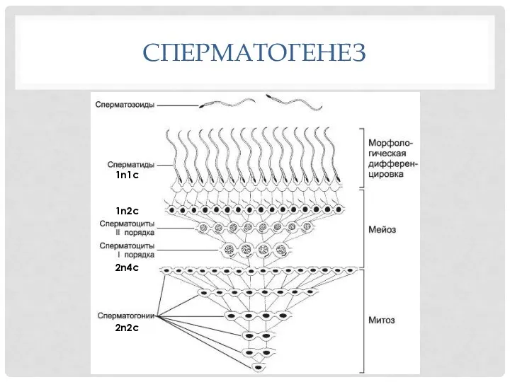 СПЕРМАТОГЕНЕЗ